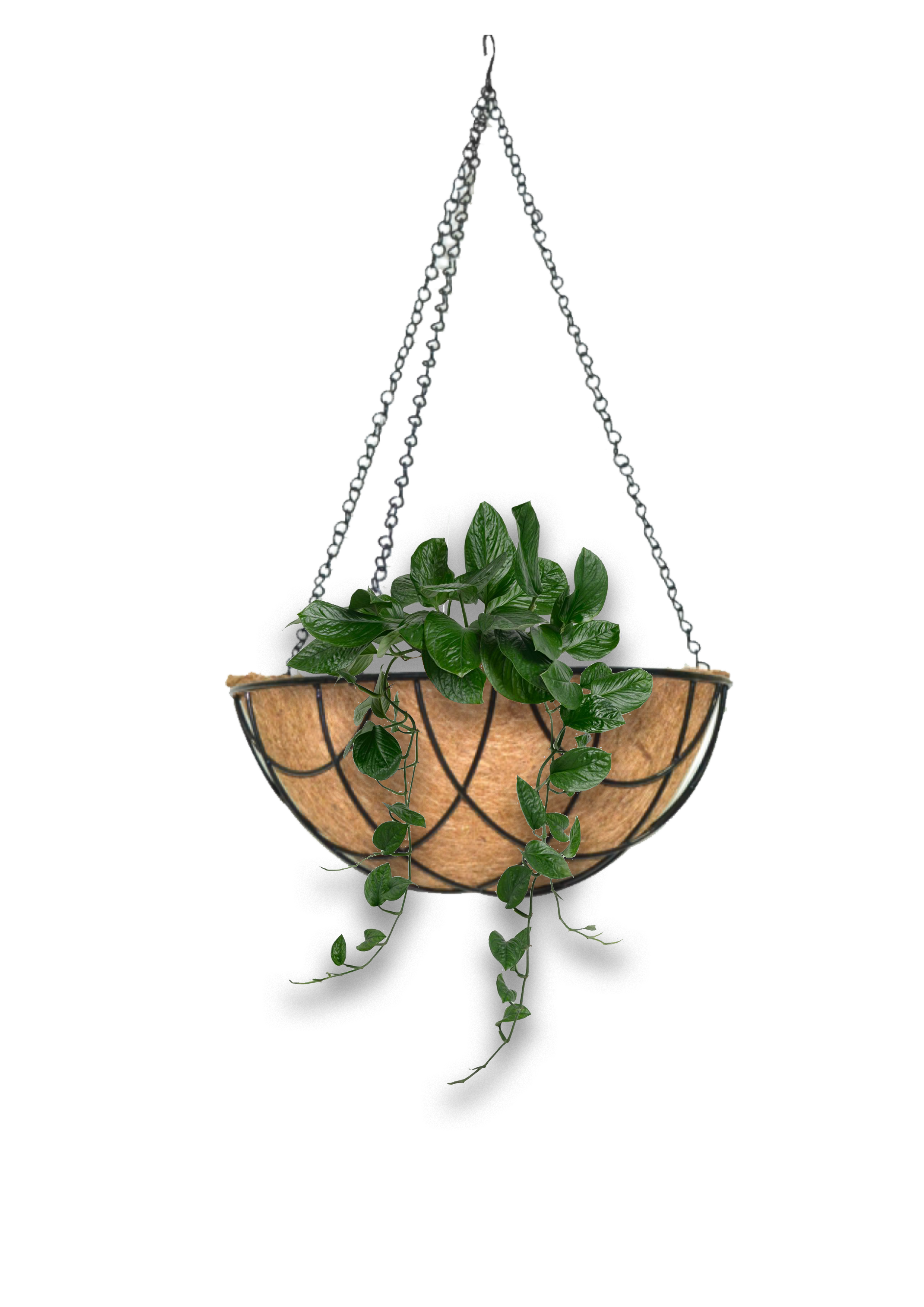 HANGING BASKETS