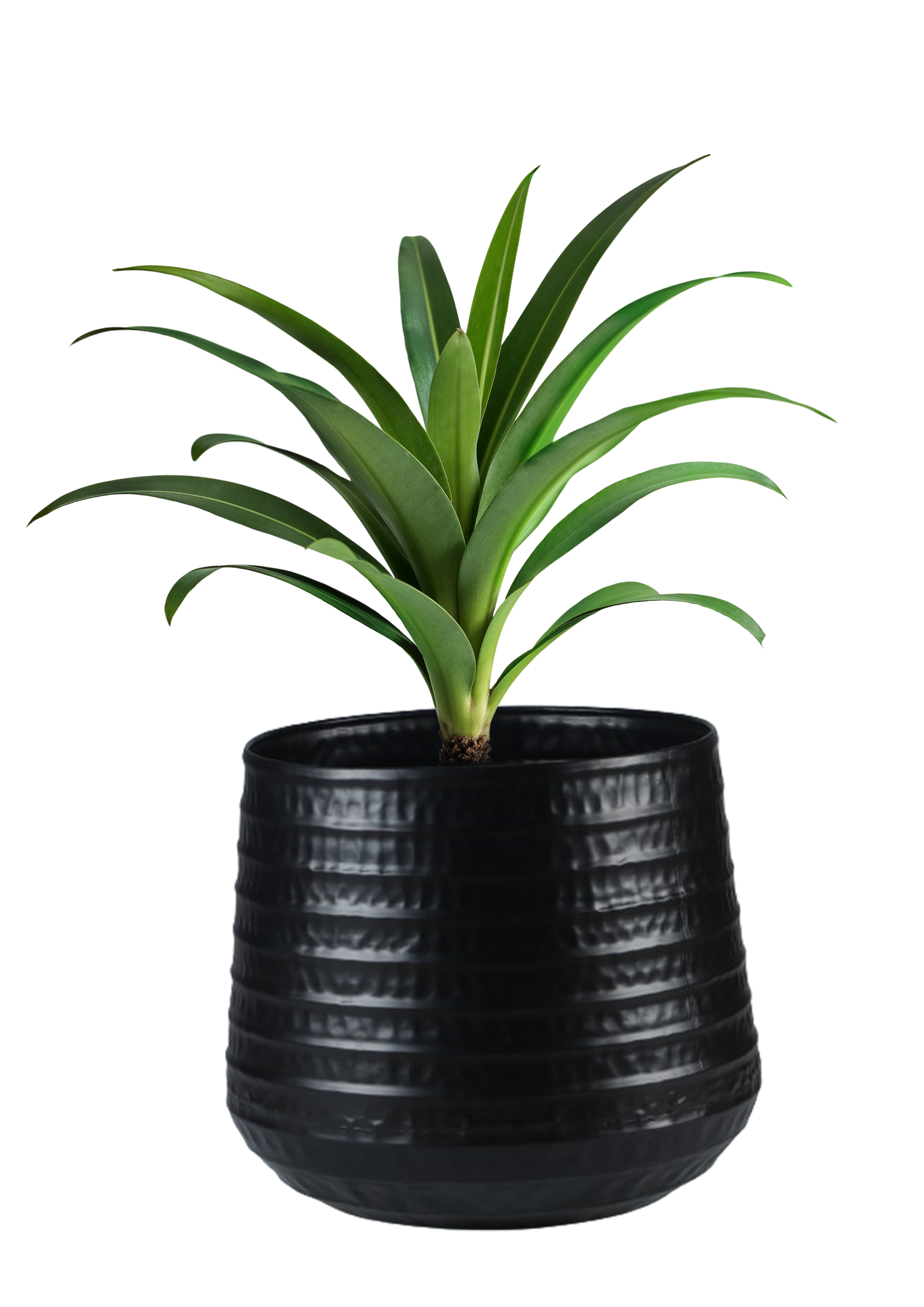 Mild Steel Round Planter